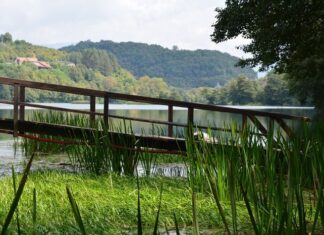 Loss of Language Among Greeks and Armenians